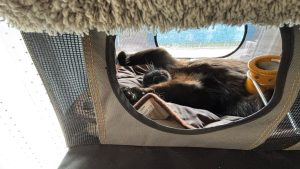 ショウキ温灸器で温め中